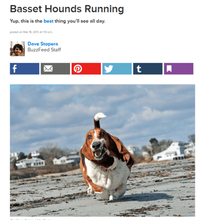 Basset hound running buzzfeed